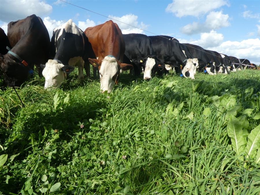 Bericht Korting op kruidenrijk grasland voor Brabantse boeren bekijken